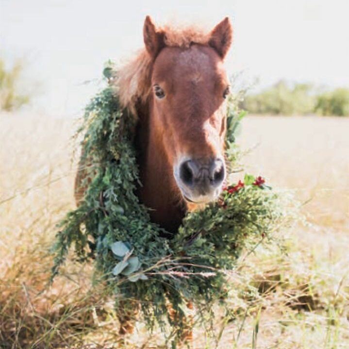 bingo-pet-project-winner