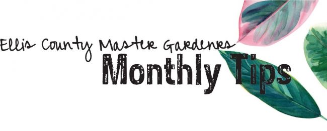ellis-county-master-gardeners-monthly-tips Ellis County Master Gardeners Monthly Tips