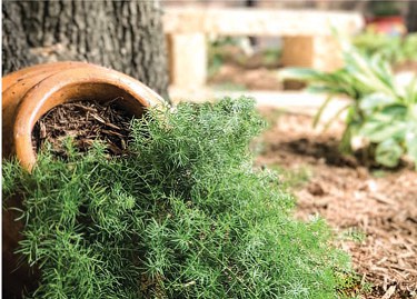 Landscaping tips for Ellis County