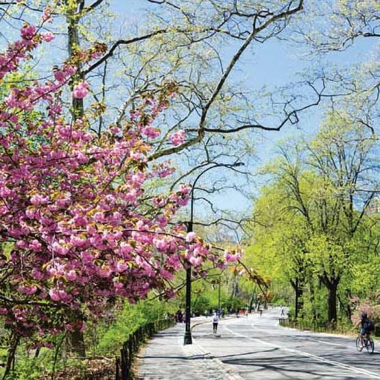 celebrate-in-the-big-apple celebrate-in-the-big-apple