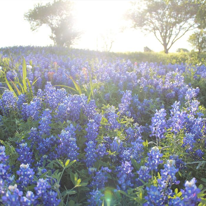 Bluebonnets in Ennis, TX