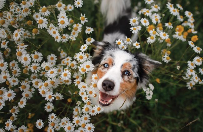 A,Happy,Dog,In,Flowers.,The,Pet,Is,Smiling.,Field
